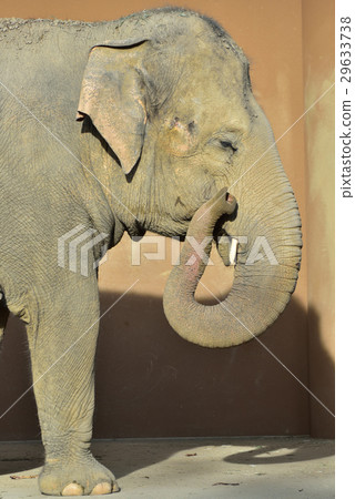 elephant elephant 29633738