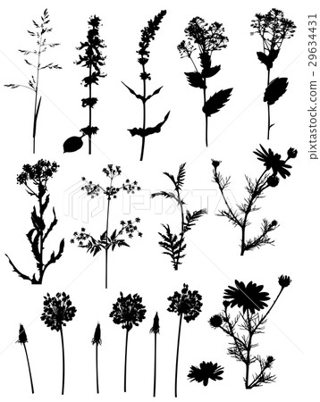 Silhouettes of flowers 29634431