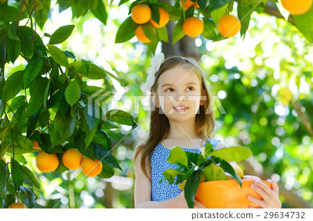 Adorable little girl picking fresh ripe oranges in sunny orange tree garden 29634732