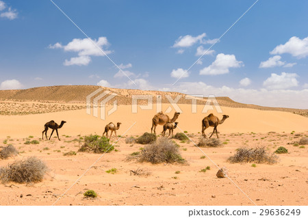 Arabian camels with foals in the desert, Morocco 29636249