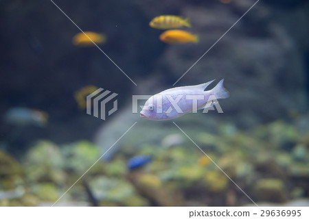 fish from  Tanganika and Malawi lake 29636995