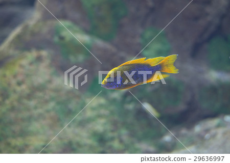 fish from  Tanganika and Malawi lake 29636997