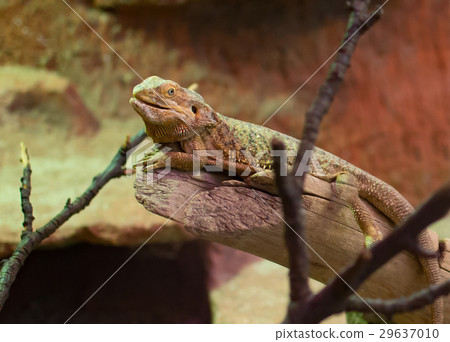 close up on Bearded Dragon ( pogona vitticeps) 29637010