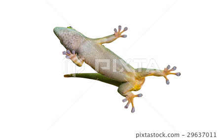 Close up on lizard gecko on white background Close up on lizard gecko on white background 29637011