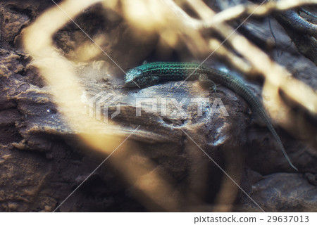 Closeup on Podarcis Tauricus (Crimean Wall Lizard) Closeup on Podarcis Tauricus (Crimean Wall Lizard) 29637013