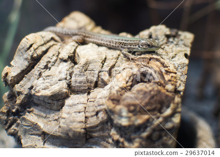 Closeup on Podarcis Tauricus (Crimean Wall Lizard) 29637014
