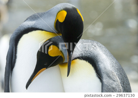 stock photo: close-up of king penguin looking at camera