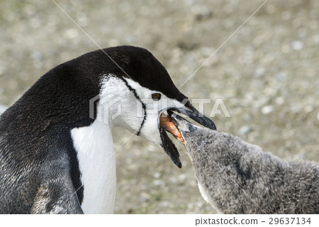 Chinstrap penguin feeding chick 29637134