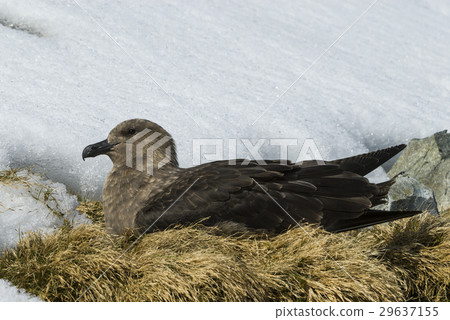 Brown Skua is nesting 29637155