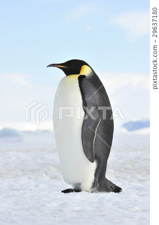 Emperor Penguin on the snow Emperor Penguin on the snow 29637180