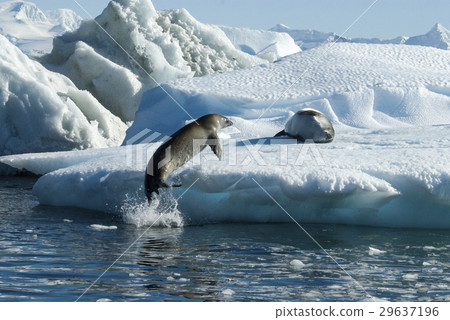 Crabeater seals jump on the ice. Crabeater seals jump on the ice. 29637196