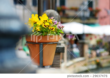 Variuos flowers in colorful pots by doorstep Variuos flowers in colorful pots by doorstep 29637478