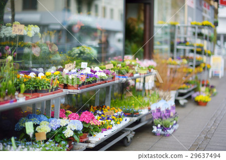 Beautiful colorful flowers sold on outdoor shop Beautiful colorful flowers sold on outdoor shop 29637494