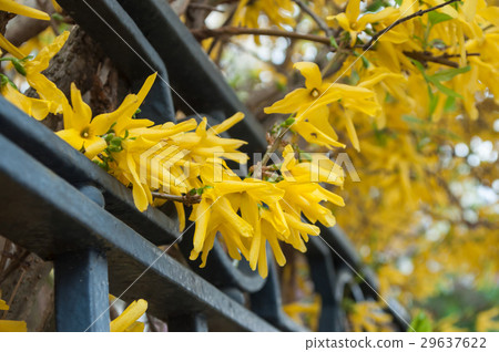 closeup of forsythia tree in a garden closeup of forsythia tree in a garden 29637622