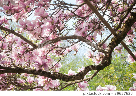closeup of magnolia flowers in a public garden 29637623