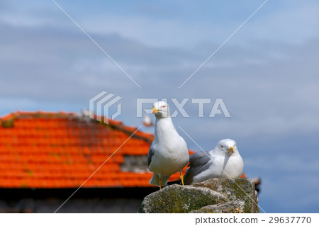 Porto. Seagulls on the roof. Porto. Seagulls on the roof. 29637770