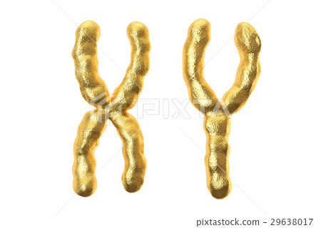 X and Y chromosomes, 3D rendering 29638017