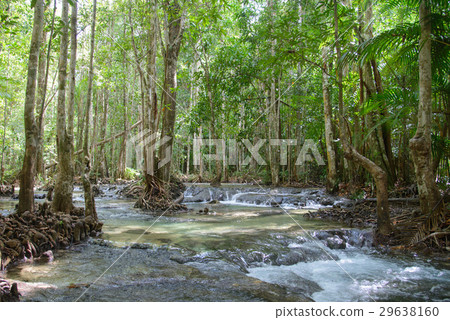 Tha Pom Khlong Song Nam peat swamp forest, Krabi 29638160