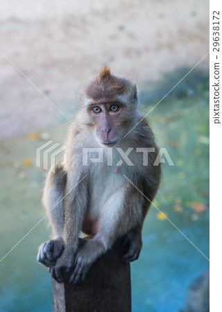 Adult Long-tailed or Crab-eating macaque portrait Adult Long-tailed or Crab-eating macaque portrait 29638172