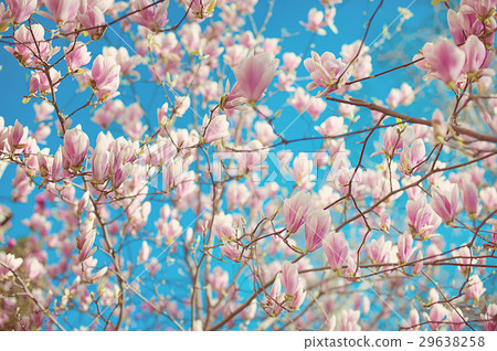 Branch of magnolia soulangeana with blossoming 29638258