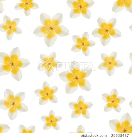 White and yellow plumeria flowers on green 29638487
