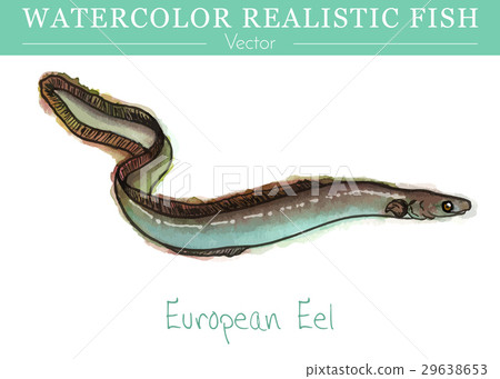 Hand Painted Watercolor Edible Fish Vector Design Stock Ilration 29638653 Pixta Hand Painted Watercolor Edible Fish, Is Lamprey Edible