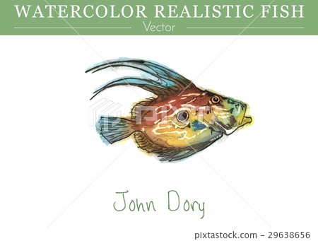 Hand painted watercolor edible fish. Vector design 29638656