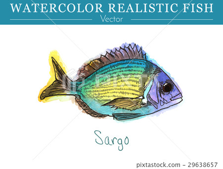 Hand painted watercolor edible fish. Vector design 29638657