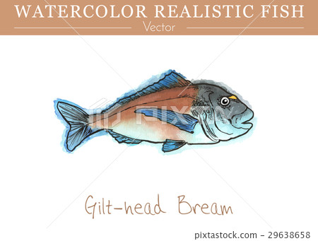 Hand painted watercolor edible fish. Vector design Hand painted watercolor edible fish. Vector design 29638658