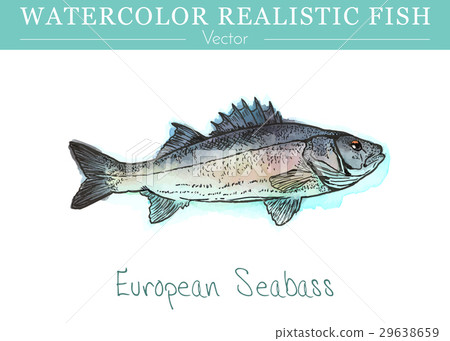 Hand painted watercolor edible fish. Vector design 29638659
