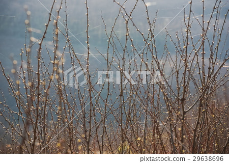 Thorny Acacia Branches 29638696