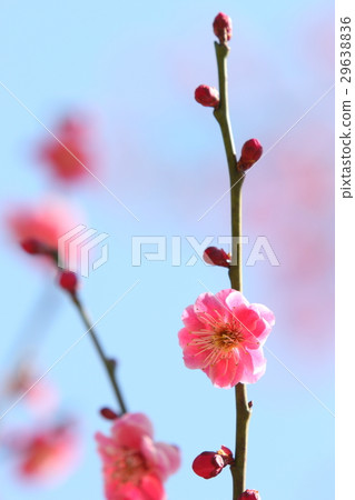 雙紅色花紅色李子 雙紅色花紅色李子 29638836