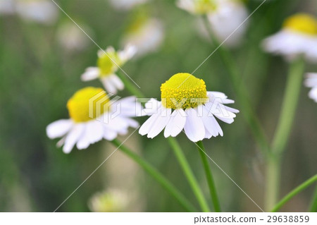 Chamomile Chamomile 29638859
