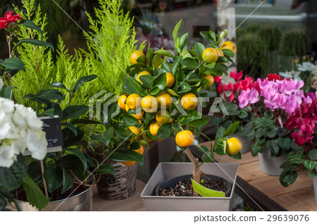 closeup of orange tree at florist closeup of orange tree at florist 29639076