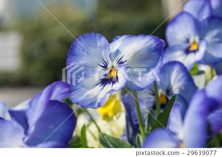 closeup of viola flowers in a public garden closeup of viola flowers in a public garden 29639077
