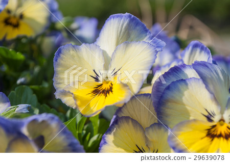 closeup of viola flowers in a public garden closeup of viola flowers in a public garden 29639078