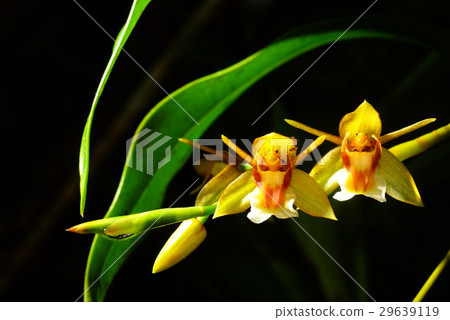 Coelogyne fuscescens 29639119