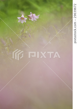 Lily Fish Lily Fish 29639672