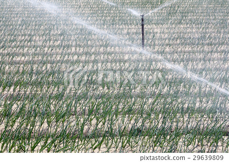 Onion field 29639809