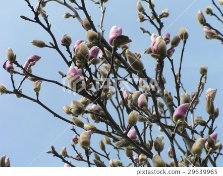 Magnolia purple big flowers began to bloom 29639965