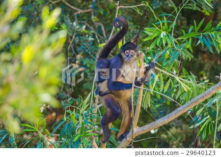 Spider monkey. Mexico 29640123