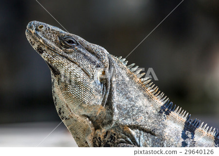Iguana in wildlife. Cancun, Mexico 29640126