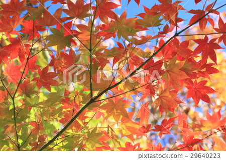 秋天的樹葉 秋天的樹葉 29640223