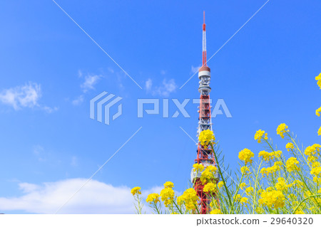 Tokyo Tower and rape blossoms 29640320