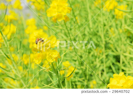 春天_蜜蜂蜜蜂聚集的強姦花朵 春天_蜜蜂蜜蜂聚集的強姦花朵 29640702