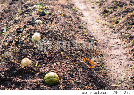 Chayote on garden for background Chayote on garden for background 29641252