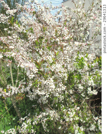 Pink Yukiyanagi in full bloom 29641313