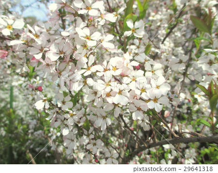 Pink Yukiyanagi in full bloom 29641318