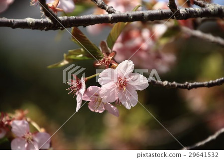 Cherry blossoms cherry blossoms Cherry blossoms cherry blossoms 29641532