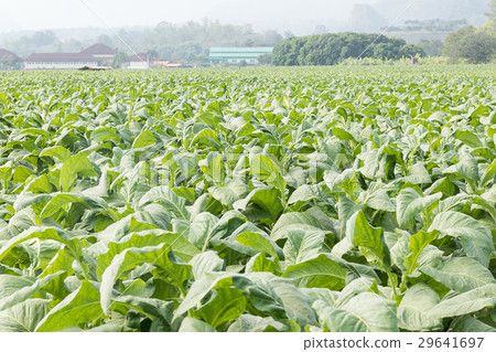 Field of Nicotiana tabacum Field of Nicotiana tabacum 29641697